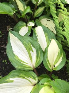Large green hosta leaves with thick white stripes down the centers.