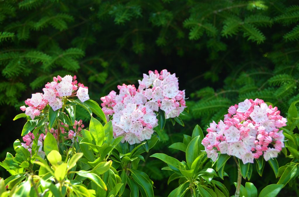 Clusters of pink mountain laurel flowers.