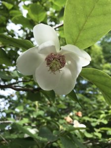 A white Magnolia sieboldii blossom with a red center.