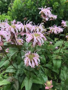 Light pink flowers of Monarda bradburiana