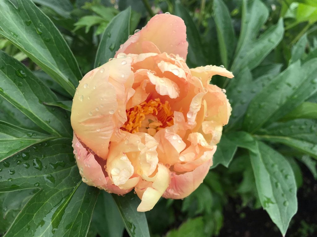 An opening bud of Paeonia 'Singing in the Rain' in orange, coral, and light yellow tones.