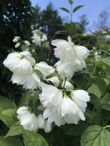 Clusters of white blossoms on a mock orange plant.