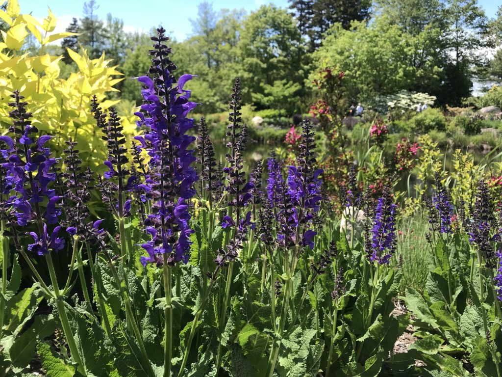 Purple flower spikes of Salvia x ‘Indigo Girl’