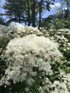 White blossoms of Thalictrum petaloideum