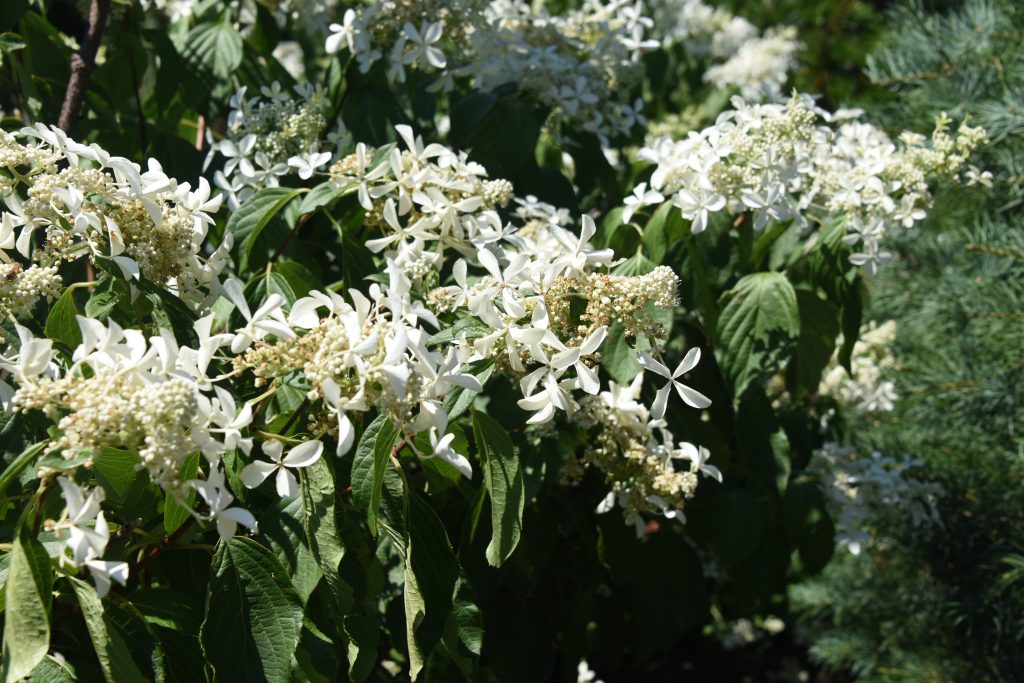 Up close of Hydrangea paniculata 'Le Vasterival', plant with clusters of small white flowers