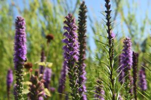 Liatris ligulistylis, purple spikes of the Gayfeather plant against a sky of blue.