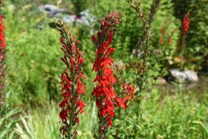 Lobelia cardinalis, tall red flower spike on green background