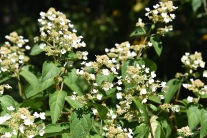 Hydrangea paniculata 'Dharuma', tiny white flowers branching out from green shrub