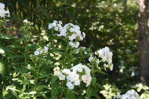 Phlox paniculata 'David', White flower clusters on tall green leafy plant in dappled sunlight