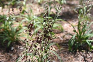 Veratrum formosanum, small dark red alternating flowers on short stems in a garden bed