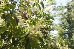 Clethra barbinervis, dainty white flower fronds on a tree with long green leaves