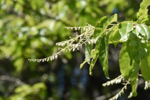 Oxydendrum arboretum, long white tendril flowers extending from long green leaves. A bee sits on the flowers