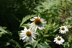 Echinacea purpurea, white coneflowers with orange centers on lush green background