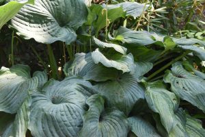 Hosta spp. Large dark blue-green textured heart shaped leaves 