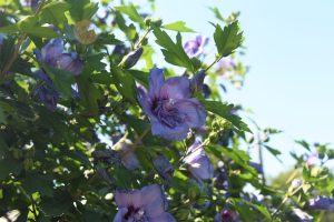 Hibiscus syriacus 'Notwoodthree' Blue Chiffon®, blue-violet flowers with dark purple throats on a large green shrub