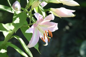 Lilium 'Tiara', light pink lily on dark background