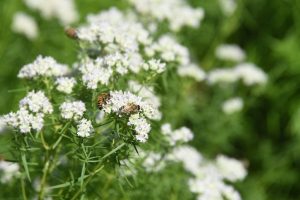 Pycnanthemum tenuifolium, small white flower clusters with two honey bees sitting on plant