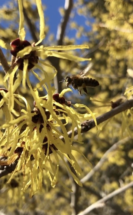 Witch Hazel (Hamamelis virginiana) - 5 Seeds