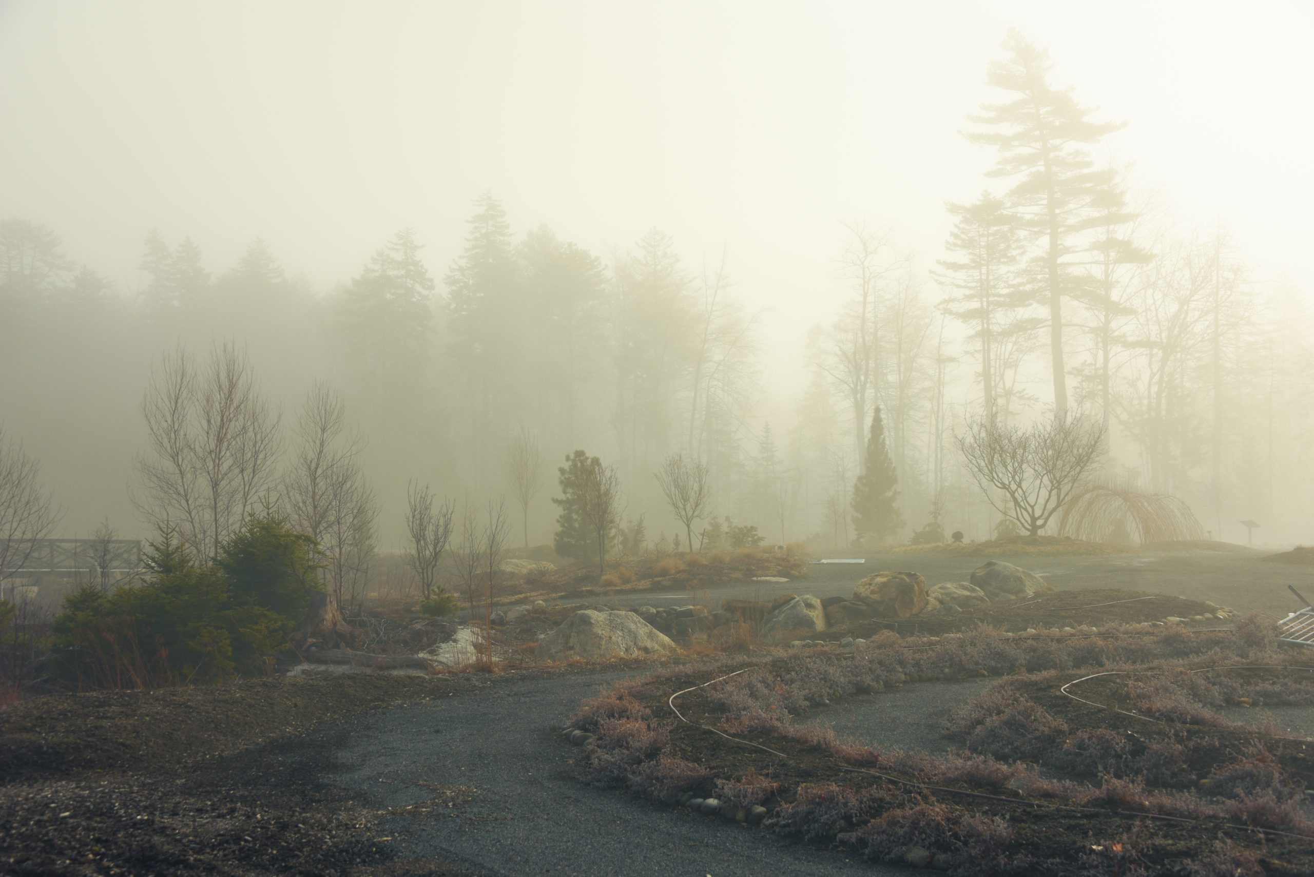 Misty landscape with trees in the background, rocky paths, and sparse vegetation creating a serene, foggy atmosphere.