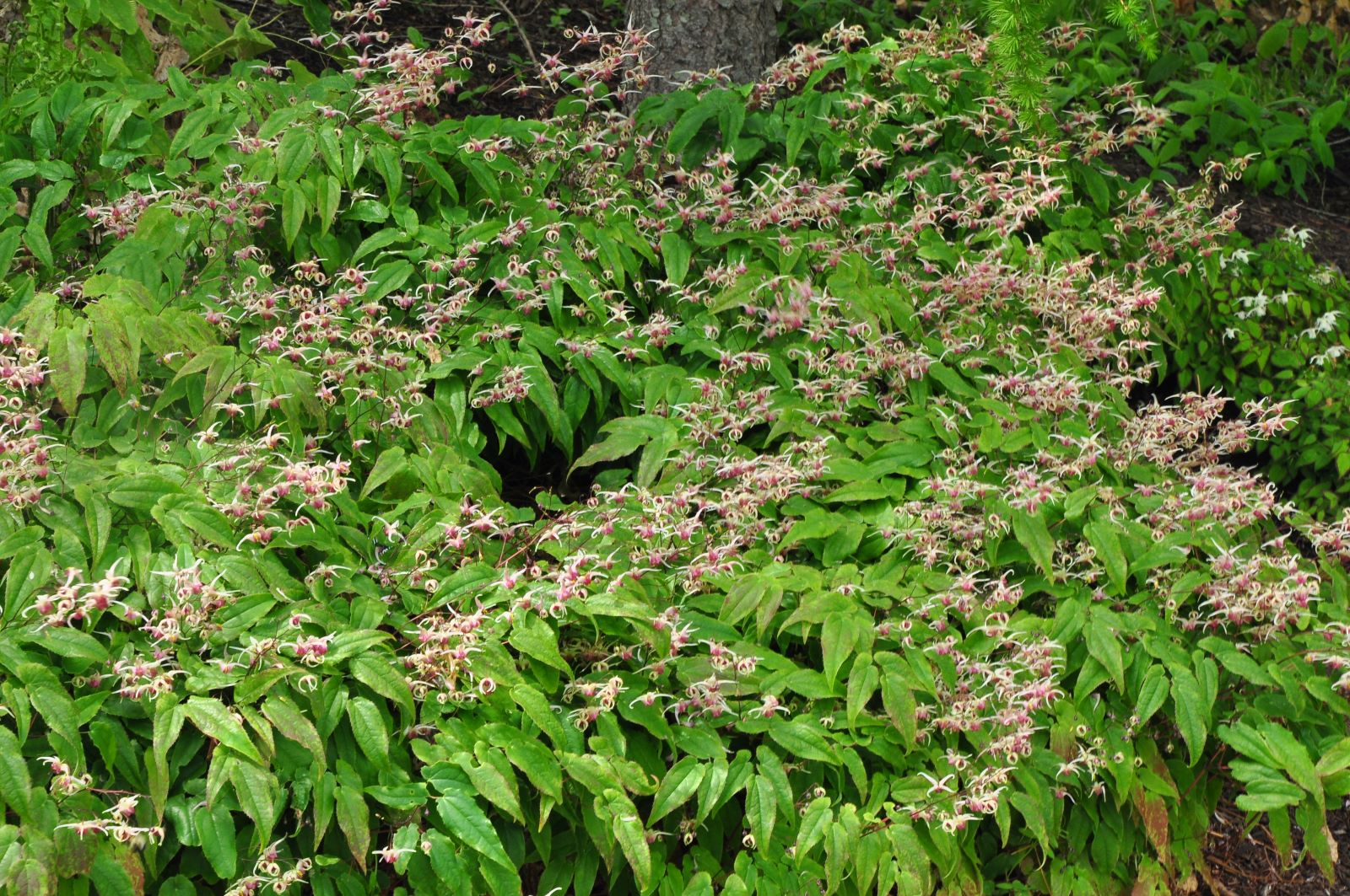 Lush green foliage with clusters of small pink flowers, creating a dense, vibrant garden scene.