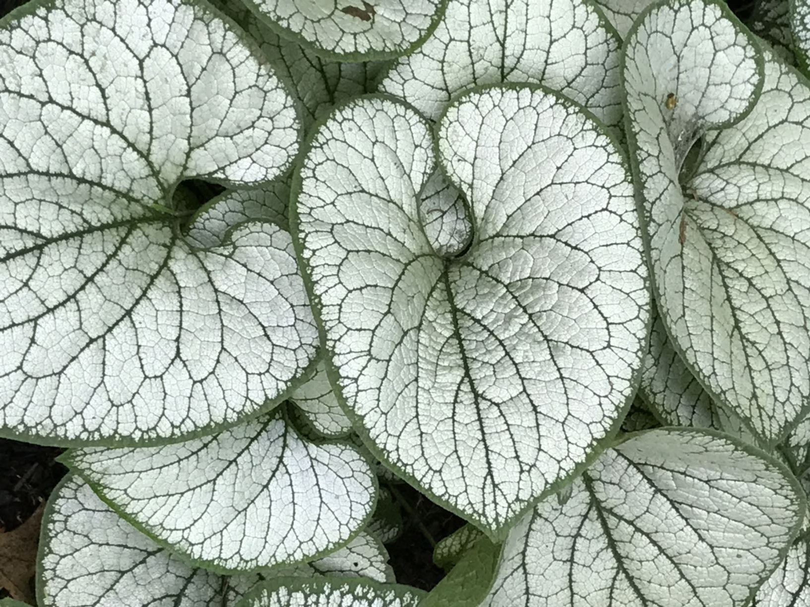 Close-up of textured, heart-shaped leaves with green veins and a silvery-white surface pattern.