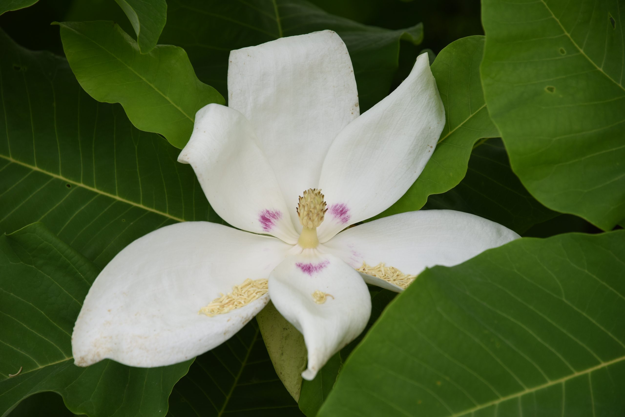 A large, white flower with purple accents resting among green leaves.