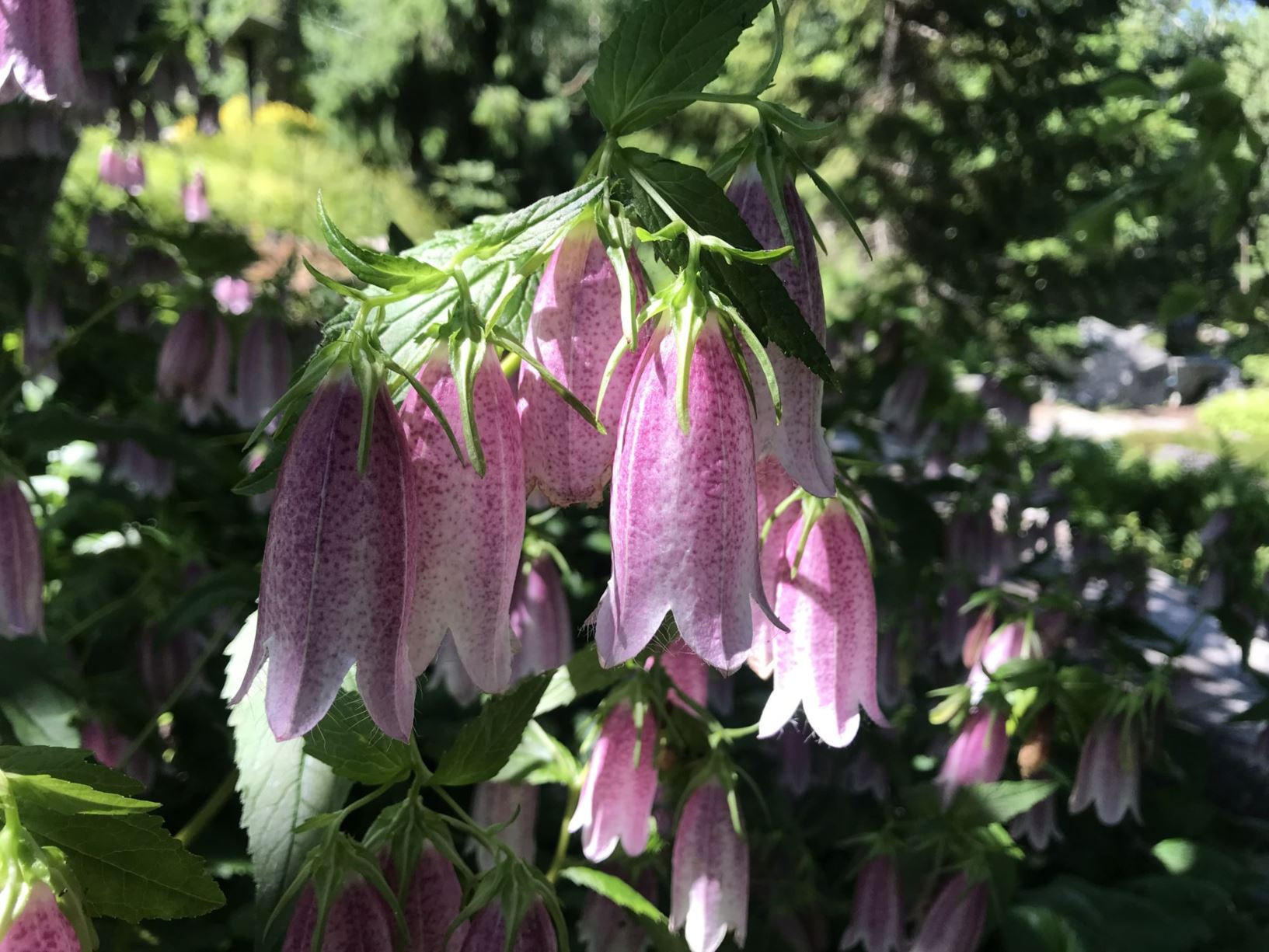 Clusters of bell-shaped pink flowers with speckled petals hang from lush green leaves in a garden setting.
