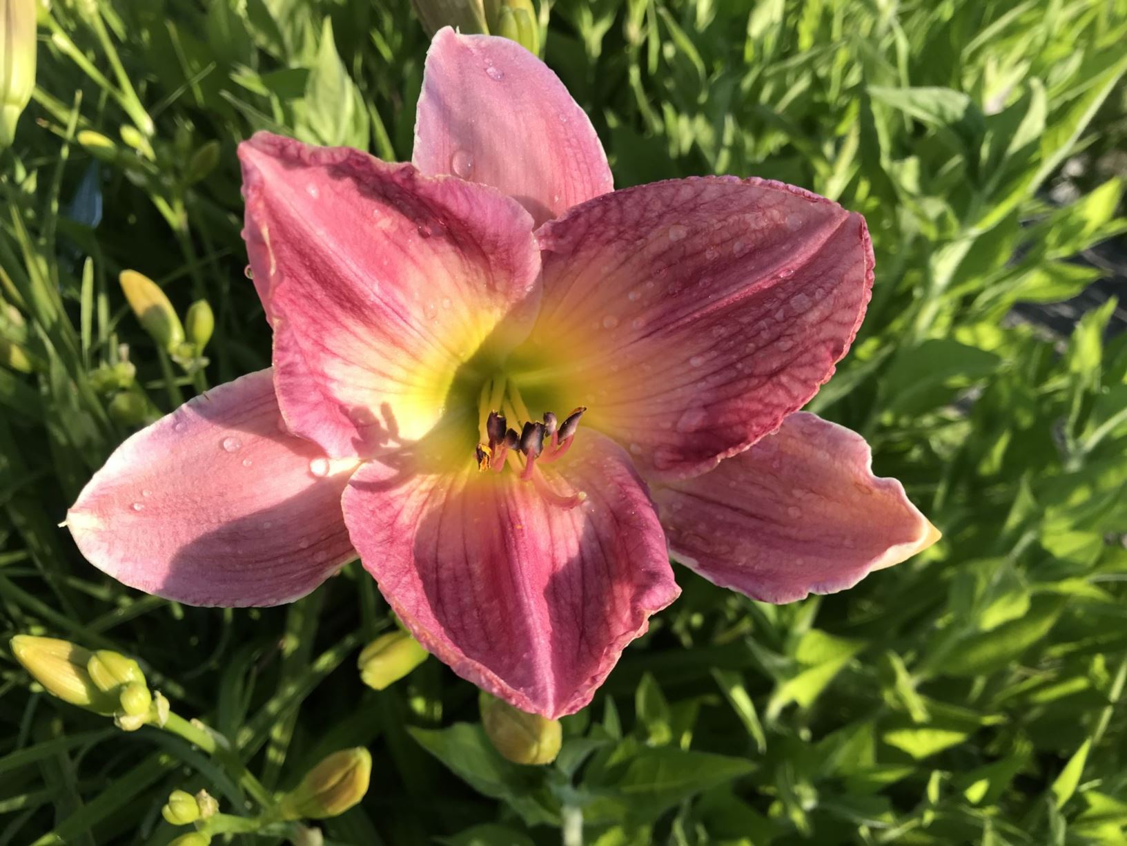 A vibrant pink flower with yellow center, surrounded by green foliage and buds, glistening with droplets of water.