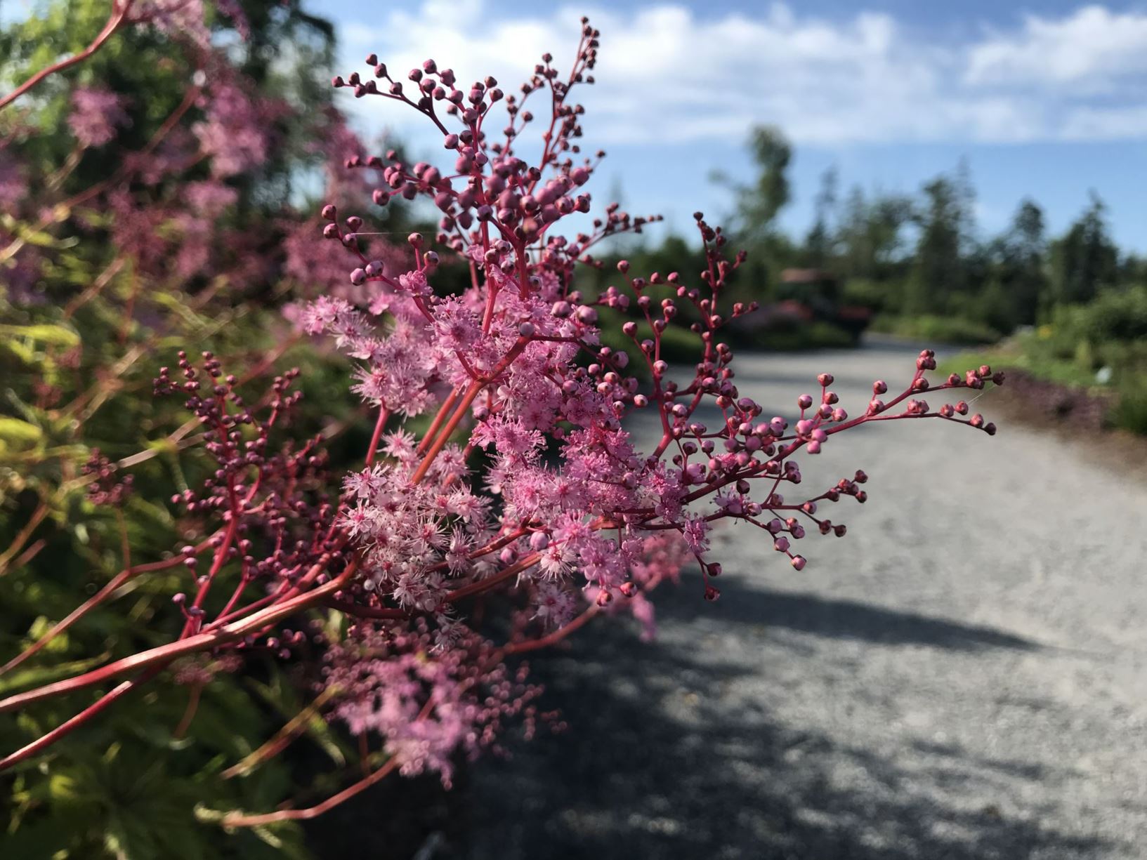 Close-up of delicate pink flowers with clusters on thin branches, set against a blurred gravel path and trees in the background.