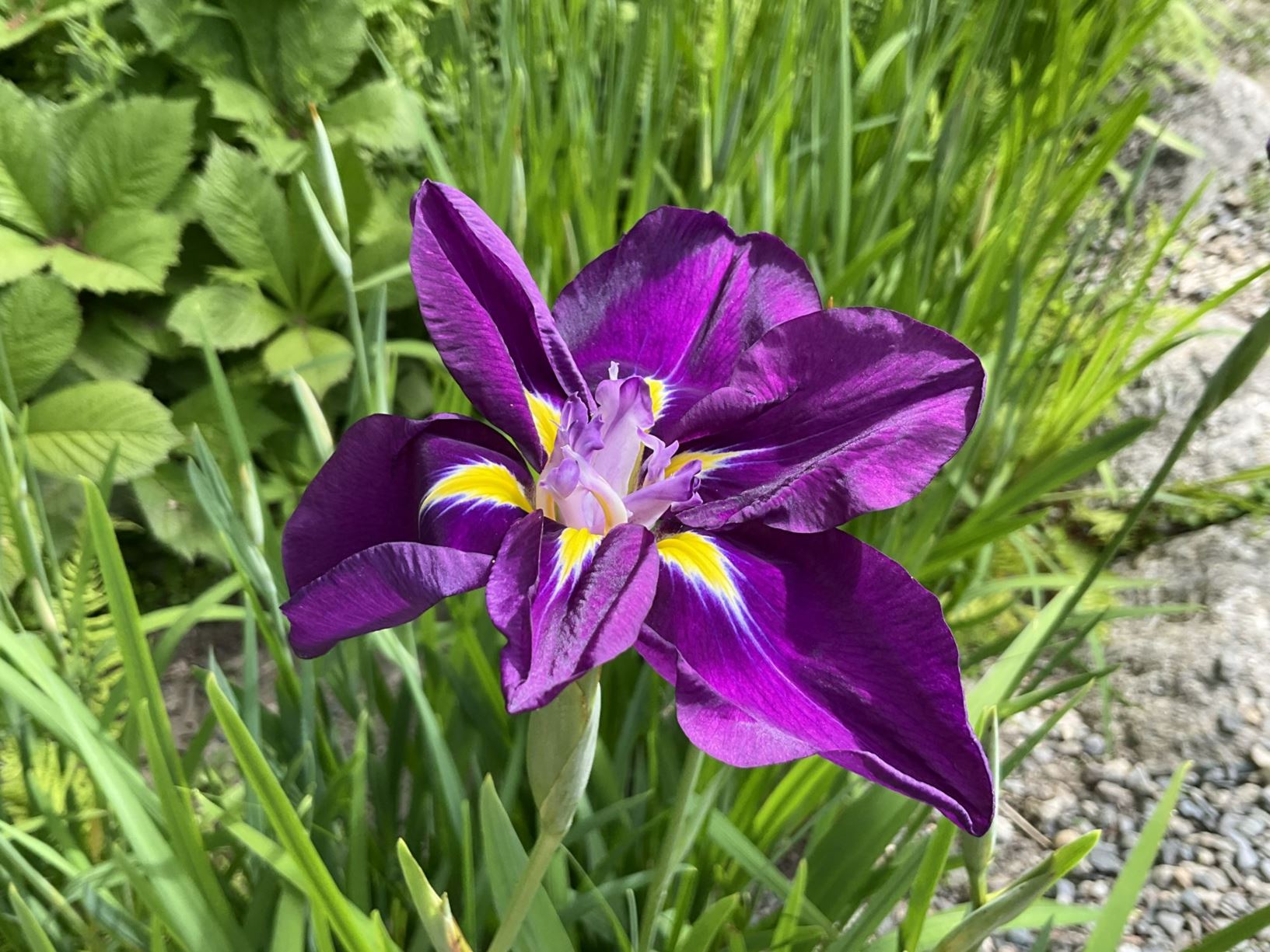 A vibrant purple iris flower with yellow and white accents, surrounded by green grass and foliage.