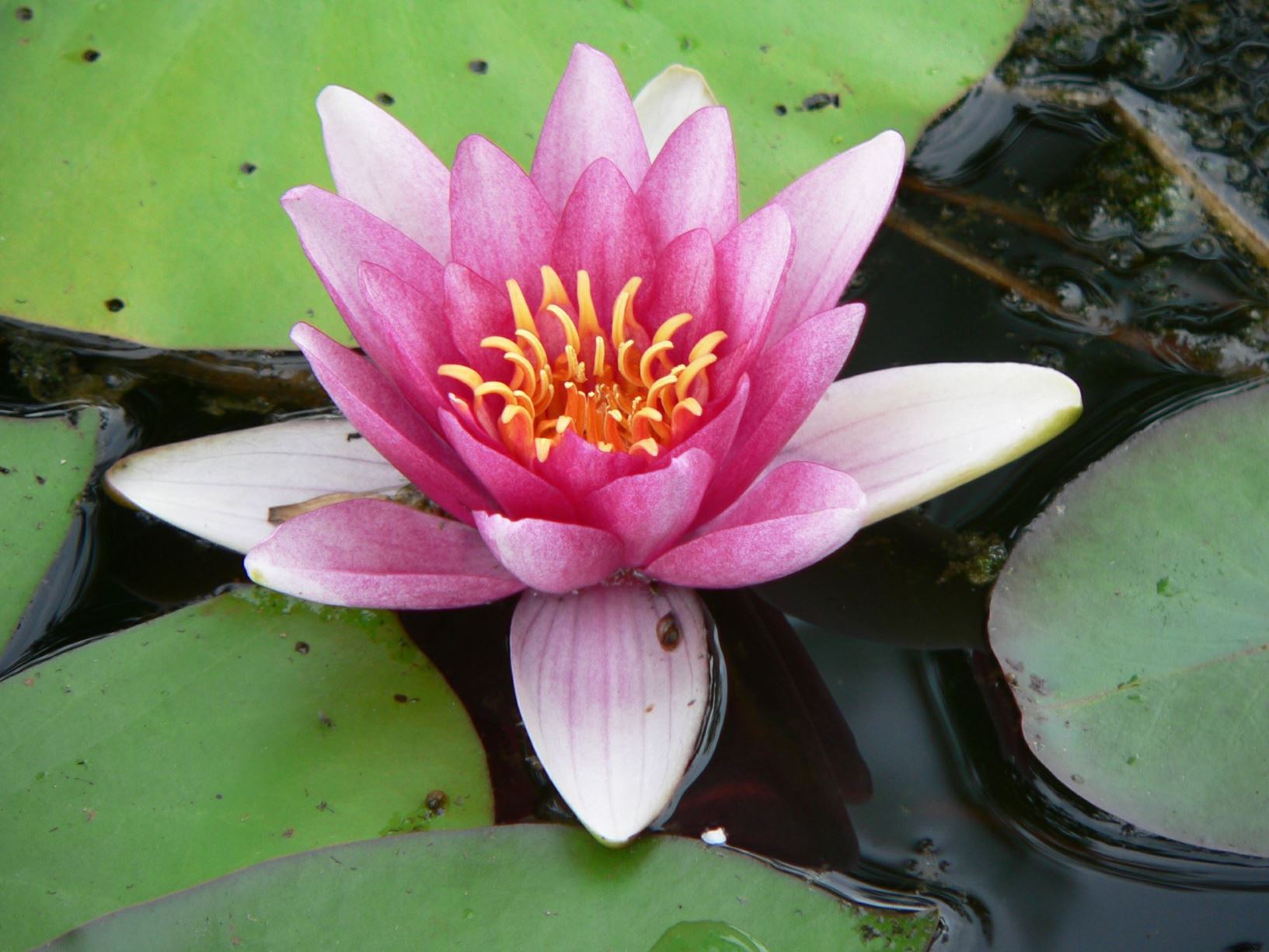 A vibrant pink water lily blooms atop green lily pads in a serene pond.