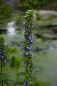 blue cardinal flower