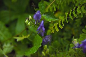 blue monkshood