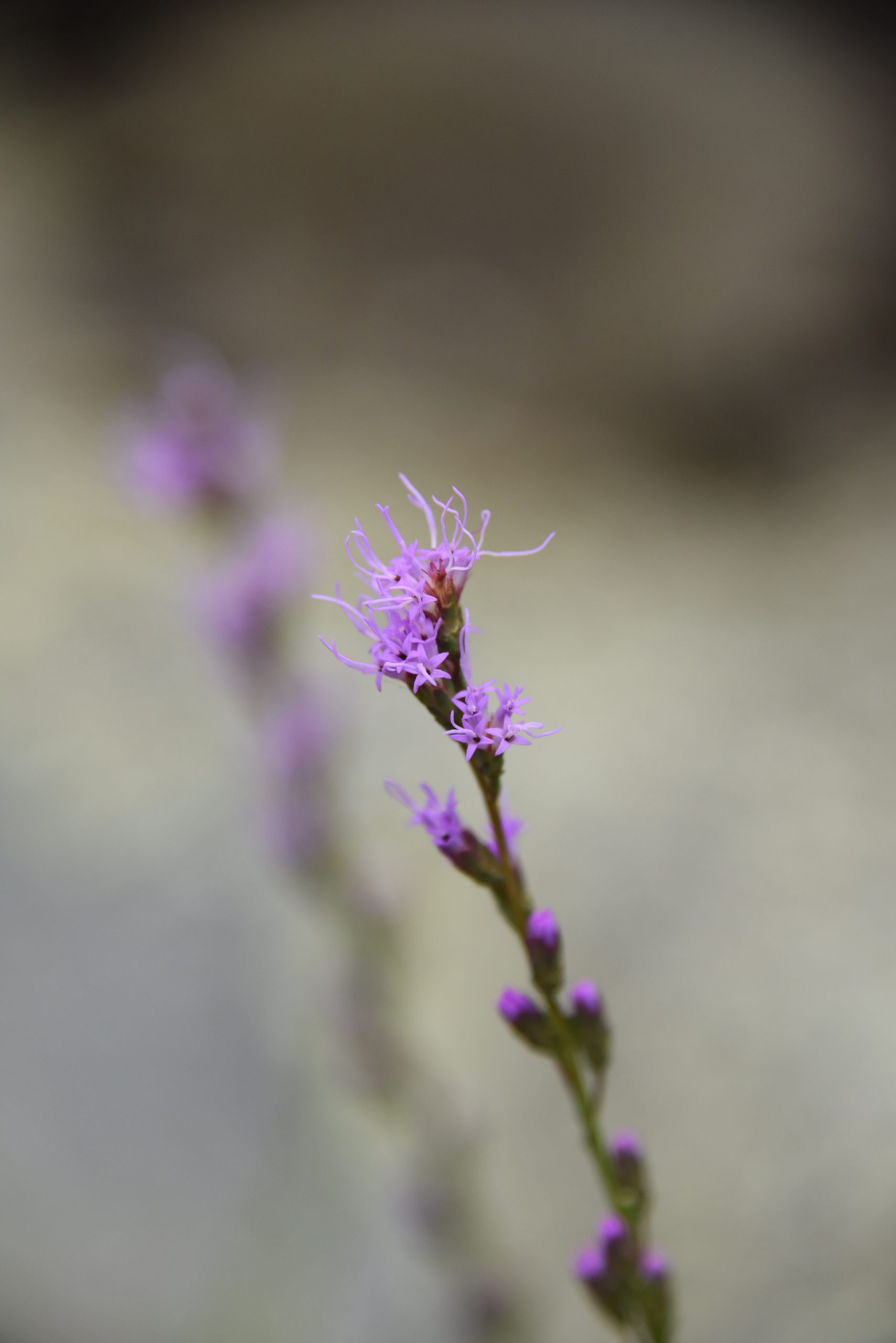 liatris microcephala appalachian blazing star