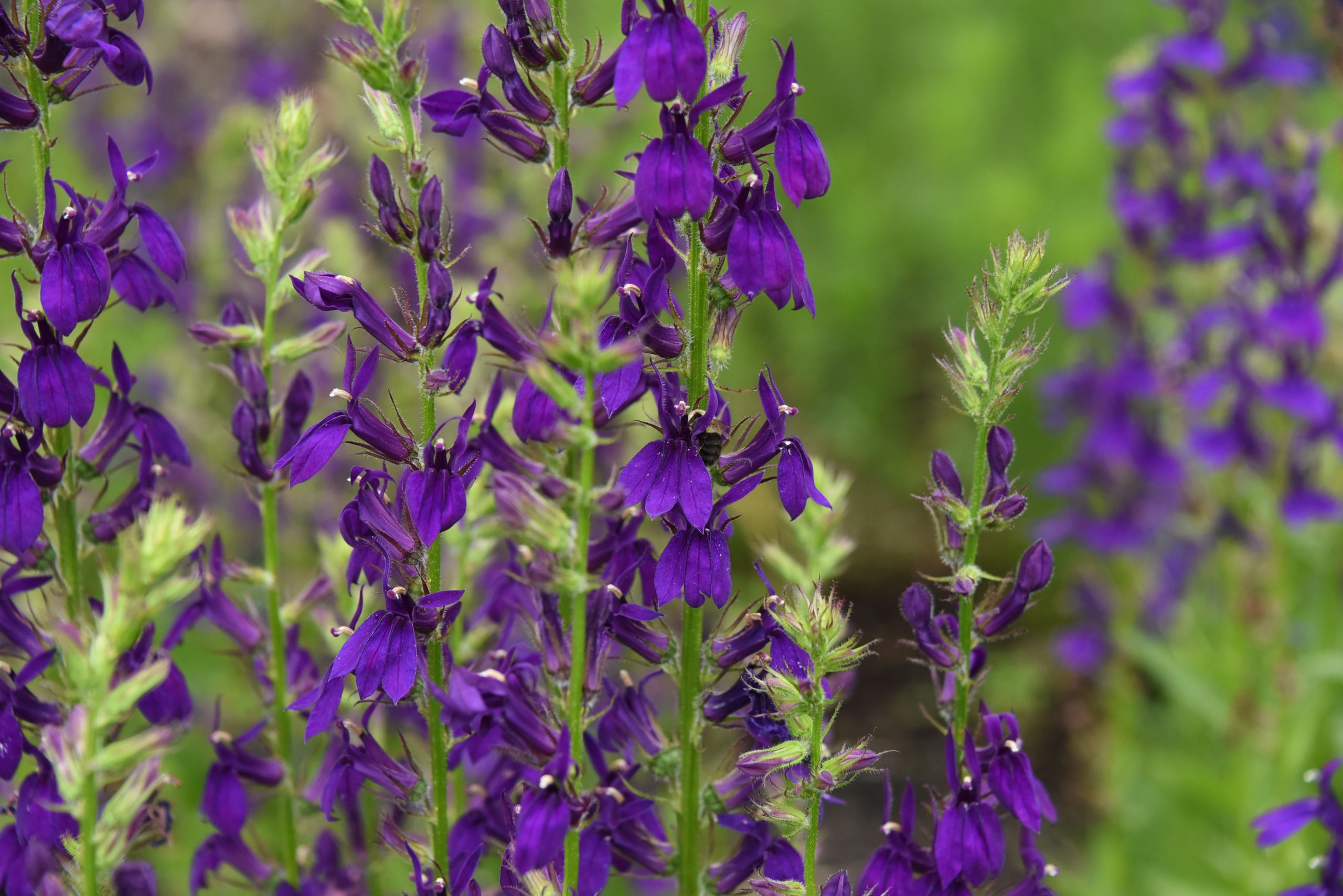 lobelia x speciosa starship blue