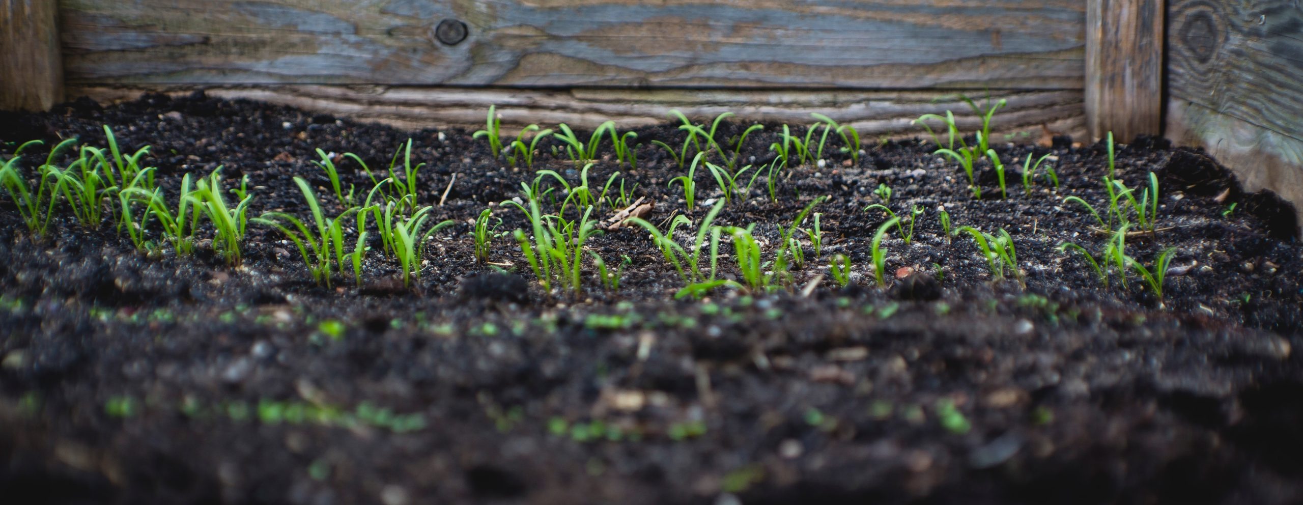 Dark brown soil with small green plants emerging.