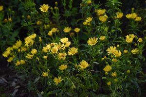 maryland goldenaster