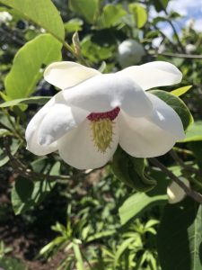 michiko renge oyama magnolia
