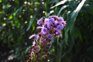 rough blazing star