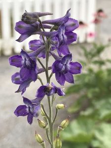 tall larkspur