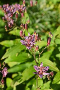 toad lily