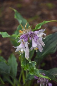 waterslide hosta