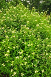 white turtlehead