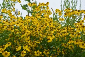 Common sneezeweed