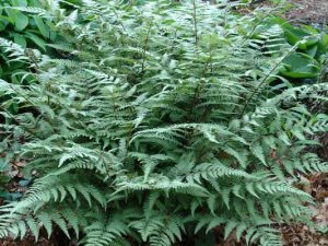 athyrium ghost