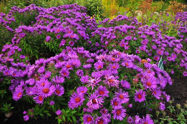new england american aster