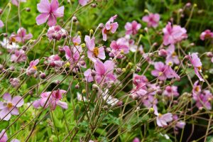 pink saucer