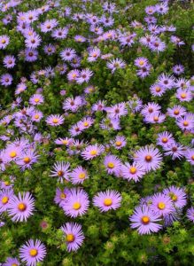 raydon's aster