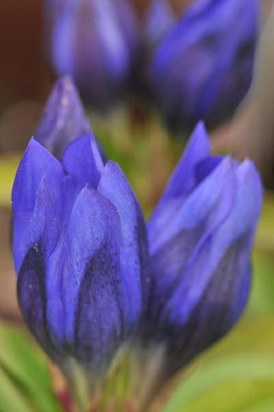 true blue gentian