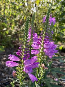 vivid obedient plant